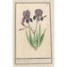 Iris germanica Iris germanica Voilette lisbloeme irides violaceae iris violettes - Anselmus Botius de Boodt — artwork view