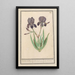 Iris germanica Iris germanica Voilette lisbloeme irides violaceae iris violettes - Anselmus Botius de Boodt — framed artwork on a wall