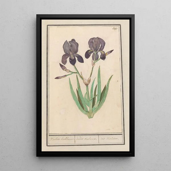 Iris germanica Iris germanica Voilette lisbloeme irides violaceae iris violettes - Anselmus Botius de Boodt — framed artwork on a wall