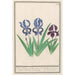 Reproduction of the painting Iris germanica Iris germanica - Anselmus Botius de Boodt