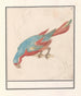 Parrot - Anselmus Botius de Boodt — artwork view
