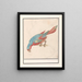 Parrot - Anselmus Botius de Boodt — framed artwork on a wall