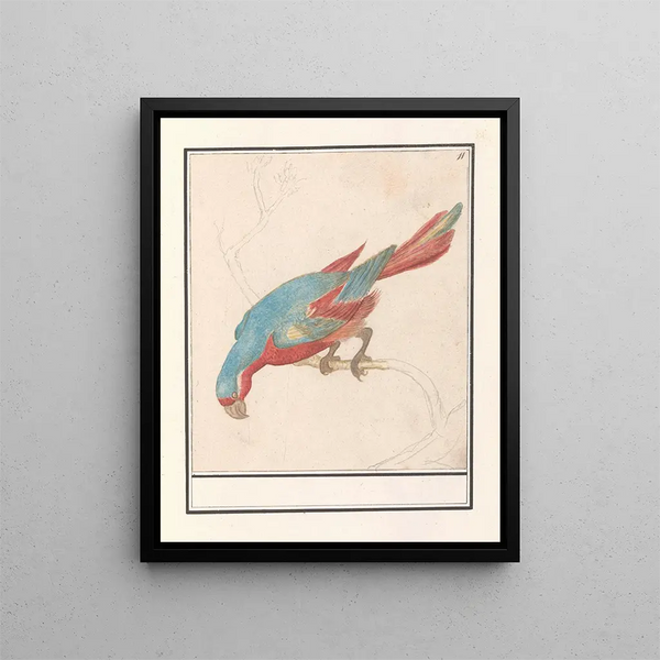 Parrot - Anselmus Botius de Boodt — framed artwork on a wall