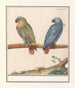Parrot and African grey parrot Psittacus erithacus - Anselmus Botius de Boodt — artwork view