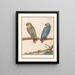 Parrot and African grey parrot Psittacus erithacus - Anselmus Botius de Boodt — framed artwork on a wall
