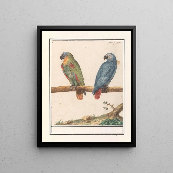 Parrot and African grey parrot Psittacus erithacus - Anselmus Botius de Boodt — framed artwork on a wall