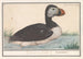 Macareux moine Fratercula arctica - Anselmus Botius de Boodt — artwork view