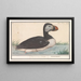 Macareux moine Fratercula arctica - Anselmus Botius de Boodt — framed artwork on a wall