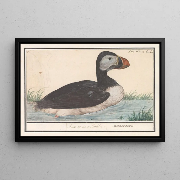 Macareux moine Fratercula arctica - Anselmus Botius de Boodt — framed artwork on a wall