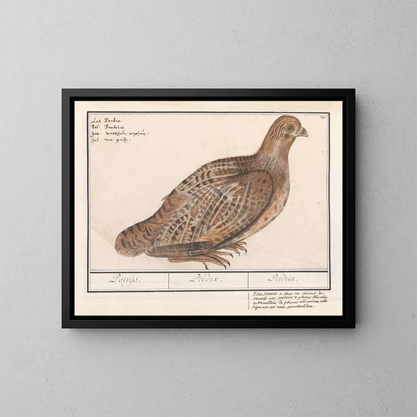 Perdrix perdrix - Anselmus Botius de Boodt — framed artwork on a wall