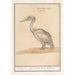 Pelican Pelicanus - Anselmus Botius de Boodt — artwork view