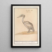 Pelican Pelicanus - Anselmus Botius de Boodt — framed artwork on a wall