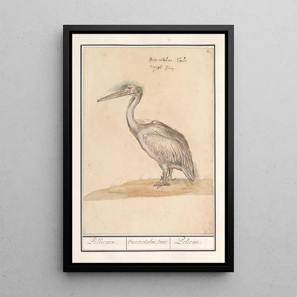 Pelican Pelicanus - Anselmus Botius de Boodt — framed artwork on a wall