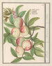 Persicum Persicum Malabar Persicum - Anselmus Botius de Boodt — artwork view