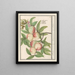 Persicum Persicum Malabar Persicum - Anselmus Botius de Boodt — framed artwork on a wall
