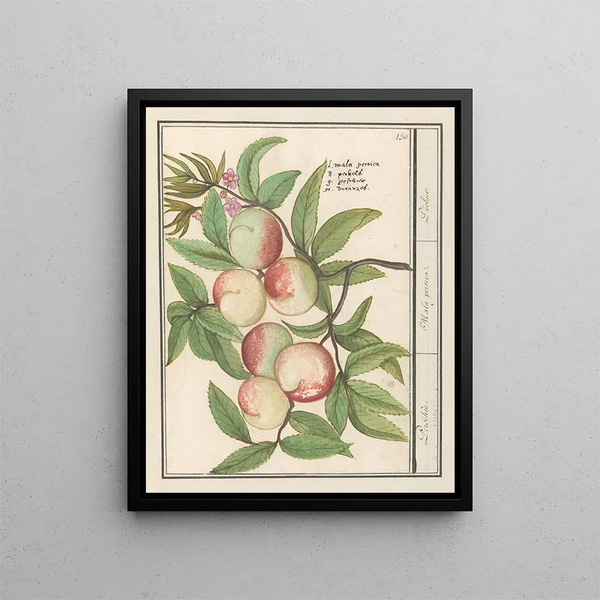 Persicum Persicum Malabar Persicum - Anselmus Botius de Boodt — framed artwork on a wall