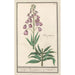 Lys de Perse Fritillaria persica Purper persiaensche Lelie Lilium persicum purpureum Lys de Perse Violet - Anselmus Botius de Boodt — artwork view