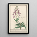Lys de Perse Fritillaria persica Purper persiaensche Lelie Lilium persicum purpureum Lys de Perse Violet - Anselmus Botius de Boodt — framed artwork on a wall
