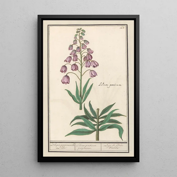 Lys de Perse Fritillaria persica Purper persiaensche Lelie Lilium persicum purpureum Lys de Perse Violet - Anselmus Botius de Boodt — framed artwork on a wall