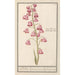 Lys of Persia Fritillaria persica Roode persiaensche lily lilium persicum rubrum of Persia red - Anselmus Botius de Boodt — artwork view