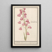 Lys of Persia Fritillaria persica Roode persiaensche lily lilium persicum rubrum of Persia red - Anselmus Botius de Boodt — framed artwork on a wall