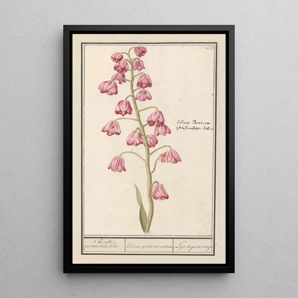 Lys of Persia Fritillaria persica Roode persiaensche lily lilium persicum rubrum of Persia red - Anselmus Botius de Boodt — framed artwork on a wall