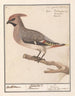 Bombycilla Pestvogel bavarde - Anselmus Botius de Boodt — artwork view