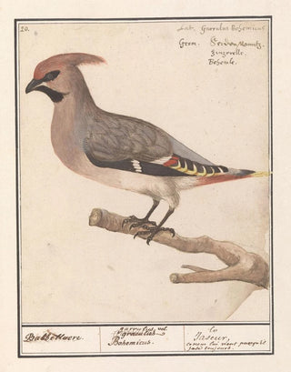 Anselmus Botius de Boodt - Pestvogel Bombycilla garrulus.webp