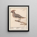 Bombycilla Pestvogel bavarde - Anselmus Botius de Boodt — framed artwork on a wall