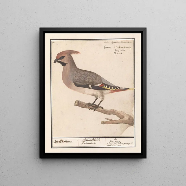 Bombycilla Pestvogel bavarde - Anselmus Botius de Boodt — framed artwork on a wall