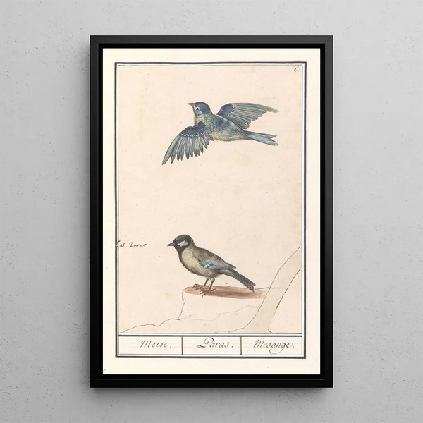 Reproduction of the painting Blue tit Cyanistes caeruleus and great tit Parus major - Anselmus Botius de Boodt