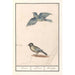 Reproduction of the painting Blue tit Cyanistes caeruleus and great tit Parus major - Anselmus Botius de Boodt