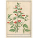 Red and yellow flowering plant painting of unknown species - Anselmus Botius de Boodt — artwork view