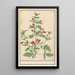Red and yellow flowering plant painting of unknown species - Anselmus Botius de Boodt — framed artwork on a wall