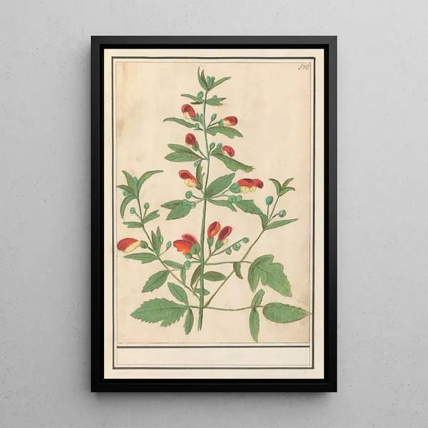 Red and yellow flowering plant painting of unknown species - Anselmus Botius de Boodt — framed artwork on a wall