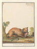 Poem Puma concolor Tigris fulvus Gougouar from Pennsylvania - Anselmus Botius de Boodt — artwork view