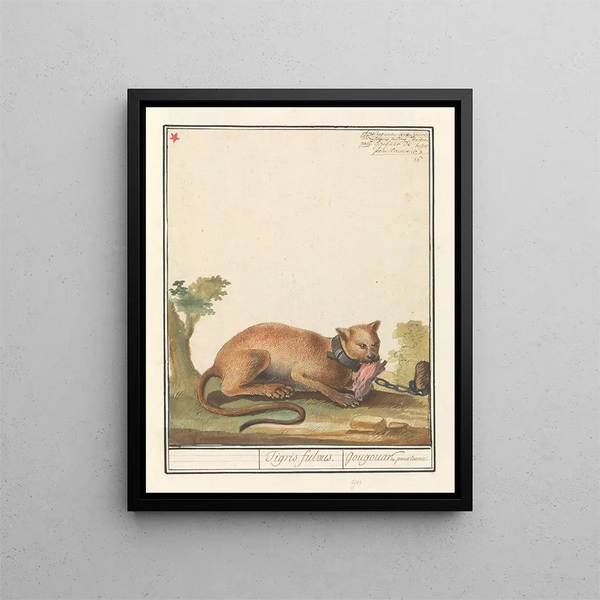 Poem Puma concolor Tigris fulvus Gougouar from Pennsylvania - Anselmus Botius de Boodt — framed artwork on a wall