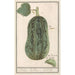 Pumpkin Cucurbita pepo 1 Pumpkin 2 Cucumber 1 Pepo 2 Cucumber 1 Pumpkin 2 Gherkin - Anselmus Botius de Boodt — artwork view