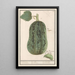Pumpkin Cucurbita pepo 1 Pumpkin 2 Cucumber 1 Pepo 2 Cucumber 1 Pumpkin 2 Gherkin - Anselmus Botius de Boodt — framed artwork on a wall