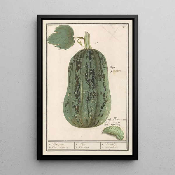 Pumpkin Cucurbita pepo 1 Pumpkin 2 Cucumber 1 Pepo 2 Cucumber 1 Pumpkin 2 Gherkin - Anselmus Botius de Boodt — framed artwork on a wall