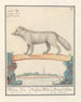 Poolvos Vulpes lagopus Witten Vos Vulpes Alba Renard blanc de Laponie - Anselmus Botius de Boodt — artwork view