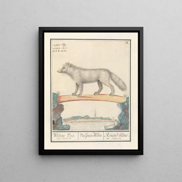 Poolvos Vulpes lagopus Witten Vos Vulpes Alba Renard blanc de Laponie - Anselmus Botius de Boodt — framed artwork on a wall