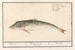 Poon Triglidae Wijting Asellus Mollis Merlangius Merlan - Anselmus Botius de Boodt — artwork view