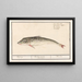 Poon Triglidae Wijting Asellus Mollis Merlangius Merlan - Anselmus Botius de Boodt — framed artwork on a wall
