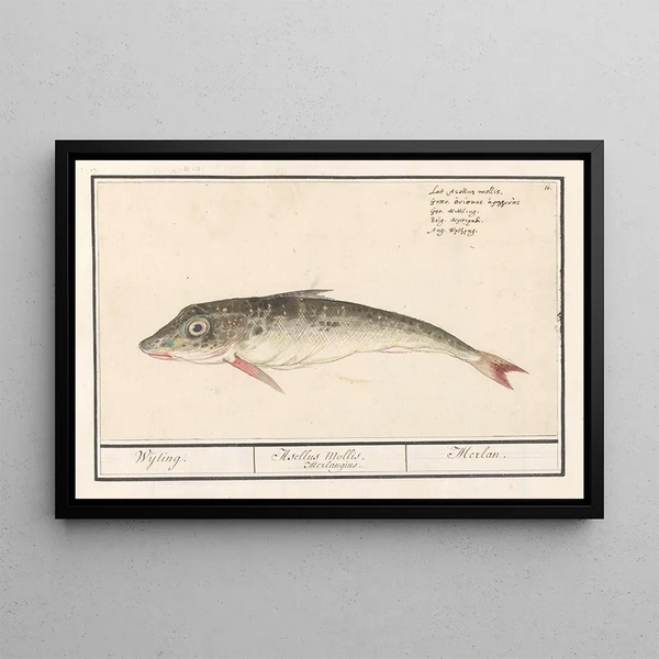 Poon Triglidae Wijting Asellus Mollis Merlangius Merlan - Anselmus Botius de Boodt — framed artwork on a wall