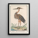 Reproduction of the painting Héron pourpré Ardea purpurea - Anselmus Botius de Boodt