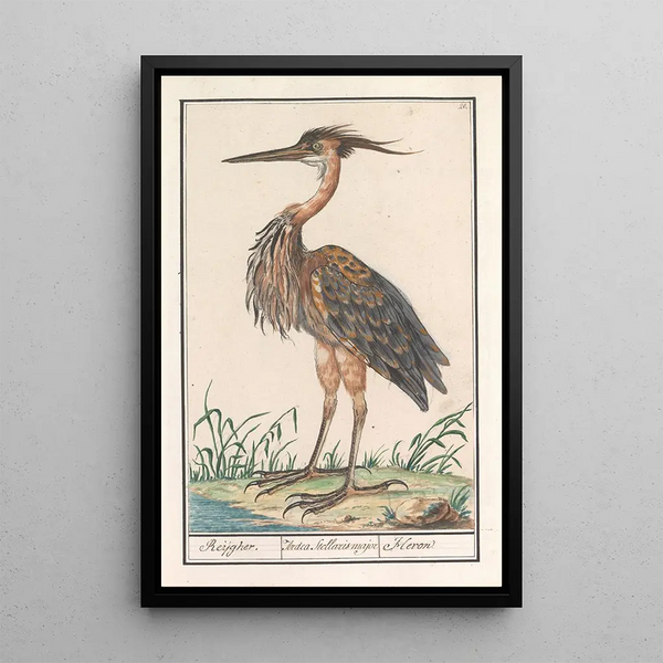 Reproduction of the painting Héron pourpré Ardea purpurea - Anselmus Botius de Boodt