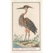 Reproduction of the painting Héron pourpré Ardea purpurea - Anselmus Botius de Boodt