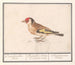 Goldfinch Putter Carduelis carduelis - Anselmus Botius de Boodt — artwork view