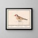 Goldfinch Putter Carduelis carduelis - Anselmus Botius de Boodt — framed artwork on a wall